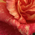 Rose-jaune - Rosiers hybrides de thé - Mediterranea